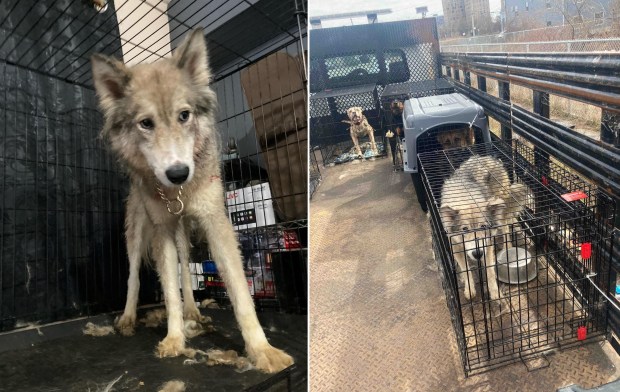 Eleven starving and emaciated dogs and two malnourished cats were discovered in a filthy Queens home raided by police on Monday, March 4, 2024. NYPD Detectives from the department's Grand Larceny Squad executed a search warrant at the Beach 44th St. address near Norton Drive in Edgemere as part of an ongoing investigation when they found the animals living in "deplorable conditions." (NYPD / @NYPDNews via X)